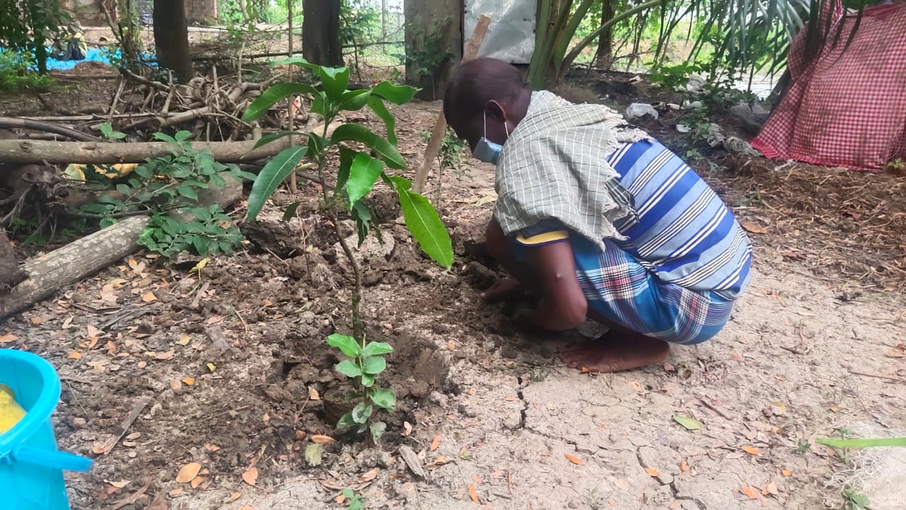 “Ecosystem Restoration” With Plantation